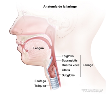 Anatomía de la laringe. En la imagen se observan la epiglotis, la supraglotis, la glotis, la subglotis y las cuerdas vocales. También se muestran la lengua, la tráquea y el esófago.