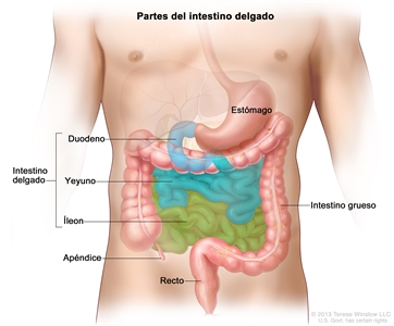 El dibujo del intestino delgado muestra el duodeno, el yeyuno y el íleon. También se muestran el estómago, el apéndice, el colon y el recto.