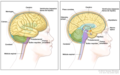 Anatomía del encéfalo; un dibujo de dos paneles muestra el cerebro, los ventrículos (espacios llenos de líquido), el cerebelo, el tronco encefálico (protuberancia y bulbo raquídeo) y la médula espinal. También se muestra las meninges y el cráneo (panel izquierdo) y el plexo coroideo, el hipotálamo, la glándula pineal, la hipófisis y el nervio óptico (panel derecho).