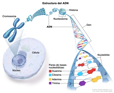 Estructura del ADN. En la imagen se muestra un cromosoma, un nucleosoma, una histona, un gen y varios pares de bases nucleotídicas formadas por la unión de guanina, citosina, adenina y timina. También se muestra una célula y su núcleo.