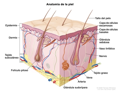 Anatomía de la piel; en la imagen se observa la epidermis (incluso la capa de células escamosas y la capa de células basales), la dermis y el tejido subcutáneo. También se muestran los tallos del pelo, los folículos pilosos, las glándulas sebáceas, los vasos linfáticos, los nervios, el tejido graso, las venas, las arterias y las glándulas sudoríparas.
