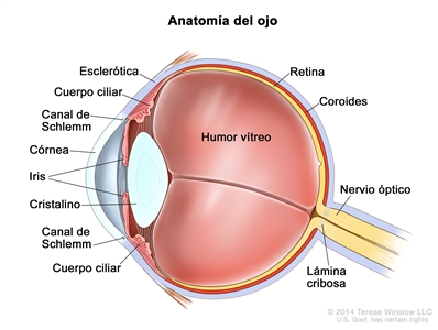 Anatomía del ojo. En la imagen se observan la esclerótica, el cuerpo ciliar, el canal de Schlemm, la córnea, el iris, el cristalino, el humor vítreo, la retina, la coroides, el nervio óptico y la lámina cribosa.