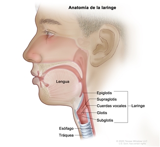 Anatomía de la laringe. En la imagen se observan la epiglotis, la supraglotis, las cuerdas vocales, la glotis y la subglotis. También se muestran la lengua, la tráquea y el esófago.