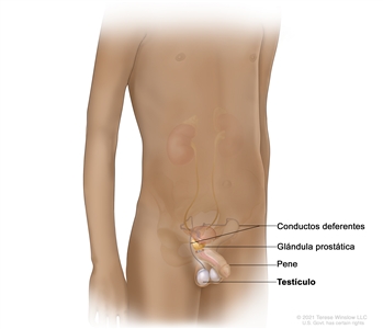 Anatomía del aparato reproductor masculino. En la imagen se observa el conducto deferente (tubo largo que transporta los espermatozoides fuera de los testículos), la glándula prostática, el pene y los testículos.