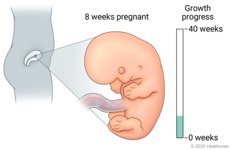 Fetus in uterus, with detail of development at 8 weeks pregnant