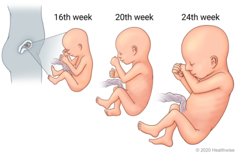 pregnancy second trimester