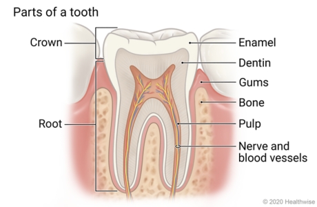 Cross-section of tooth showing its parts: crown, enamel, dentin, root, pulp, and nerve and blood vessels, and the gums and bone around it