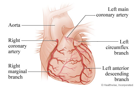 coronary arteries supply
