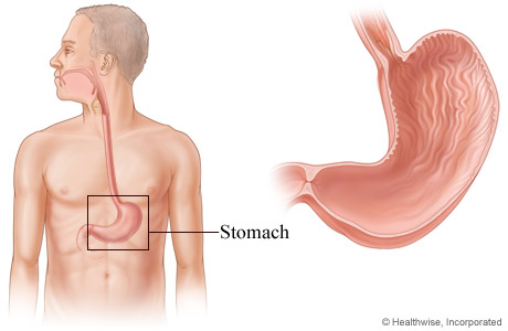 The stomach and its location in the body.