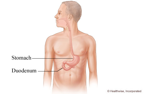 The duodenum and its location in the body