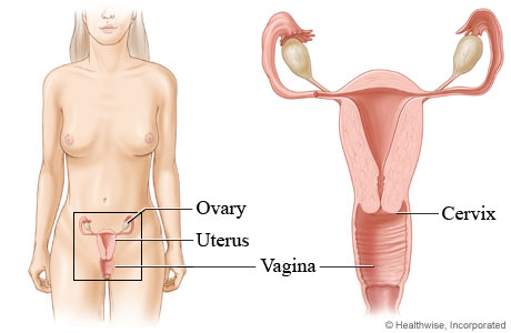 Vagina.