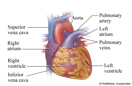 The atria and ventricles of the heart, and some of the heart's blood vessels
