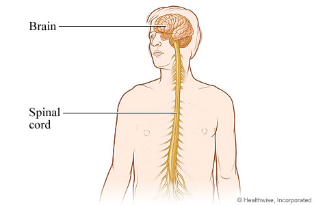 Central nervous system.