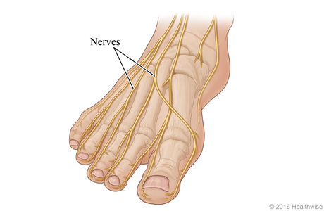 Nerves of the foot Video & Image