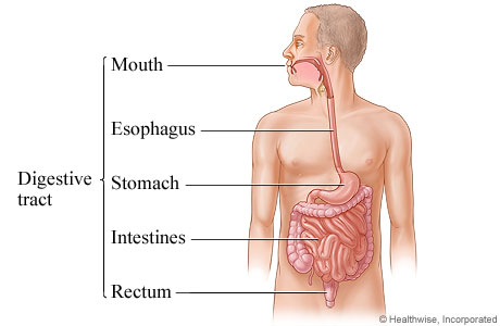 The digestive tract.