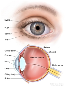 Eye anatomy; two-panel drawing shows the outside and inside of the eye. The top panel shows outside of the eye including the eyelid, pupil, sclera, and iris; the bottom panel shows inside of the eye including the cornea, lens, ciliary body, retina, choroid, optic nerve, and vitreous humor.