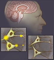 El cerebro y las células nerviosas