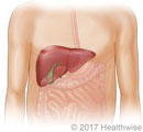 Location of liver in upper right belly