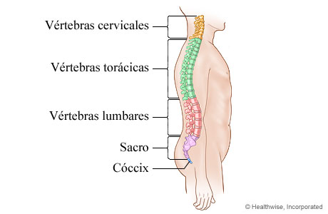 Ilustración de la columna vertebral