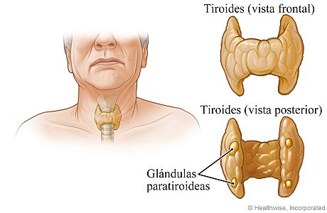 Ubicación y vista en primer plano de las glándulas paratiroideas