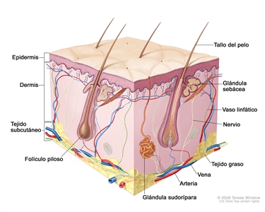 Anatomía de la piel; el dibujo muestra las capas de la epidermis, la dermis y el tejido subcutáneo, con inclusión de los tallos del pelo y los folículos pilosos, las glándulas sebáceas, los vasos linfáticos, los nervios, el tejido graso, las venas, las arterias y una glándula sudorípara.