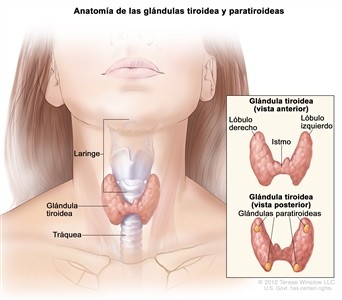 Anatomía de las glándulas tiroidea y paratiroideas. En la imagen se muestra la glándula tiroidea en la base de la garganta, cerca de la tráquea. En un recuadro se muestran las vistas anterior y posterior. En la vista anterior se observan la tiroides en forma de mariposa y los lóbulos (derecho e izquierdo) conectados por una pieza delgada de tejido llamada istmo. En la vista posterior se observan las cuatro glándulas paratiroideas del tamaño de una arveja. También se muestra la laringe.