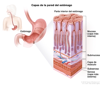 Capas de la pared del estómago. En la imagen del estómago y en el recuadro se observan las capas de la pared del estómago, incluso la mucosa (capa más interna), la submucosa, la capa de músculo, la subserosa y la serosa (capa más externa).