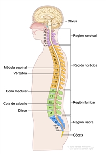 Anatomía de la columna vertebral. En el dibujo se observa una vista lateral de la columna vertebral, que incluye la región cervical (C1-C7), la región torácica (T1-T12), la región lumbar (L1-L5), la región sacra (S1-S5) y el cóccix (hueso coccígeo). También se muestran la médula espinal, las vertebras (huesos de la columna), el cono medular (parte final de la médula espinal), la cola de caballo (conjunto de nervios raquídeos que continúan más allá del cono medular) y los discos lumbares. Además, se muestra el clivus (hueso en la base del cráneo cerca de la médula espinal).