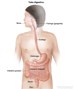 Anatomía del tubo digestivo. En la imagen se observan la boca, la faringe (garganta), el esófago, el estómago, el intestino delgado, el intestino grueso, el recto y el ano.