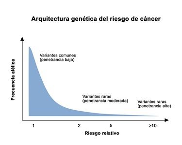 En el gráfico se observa el riesgo relativo en el eje X y la frecuencia alélica en el eje Y. La línea representa el hallazgo general de un riesgo relativo bajo asociado con variantes genéticas comunes de penetrancia baja, y un riesgo relativo más alto asociado con variantes genéticas raras de penetrancia alta.