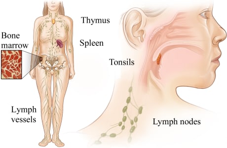 Lymph system.