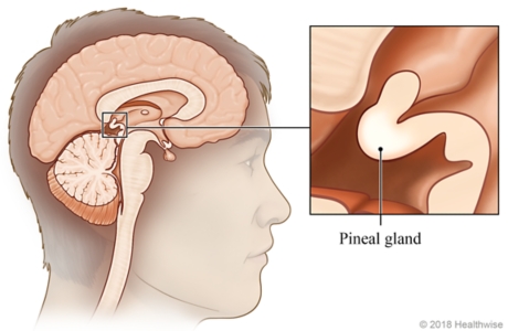 Location of pineal gland in brain, with close-up of pineal gland.