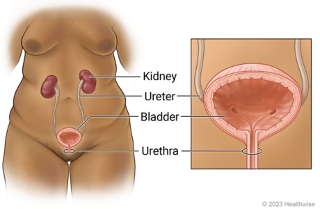 Female urinary system, showing the kidneys, ureters, bladder, and urethra in lower back and abdomen, with detail of ureter going into bladder and urethra going out of bladder.