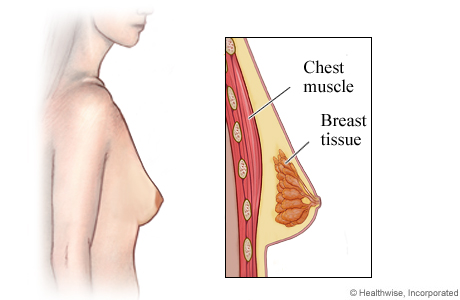 Side view of female breast with detail of chest muscle and breast tissue.