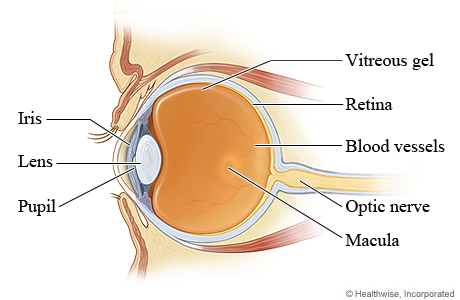 Parts of the eye, showing the iris, lens, and pupil in front, and vitreous gel, blood vessels, macula, retina, and optic nerve in back.