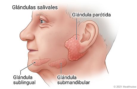 Ubicación de las glándulas salivales sublinguales, submandibulares y parótidas debajo de la lengua, debajo de la mandíbula y cerca de la oreja.