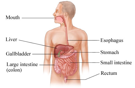 The digestive system (including the liver)
