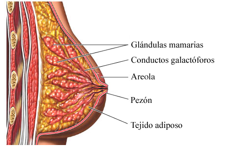 Anatomía del seno