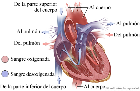 Imagen de la anatomía del corazón (flujo de sangre)