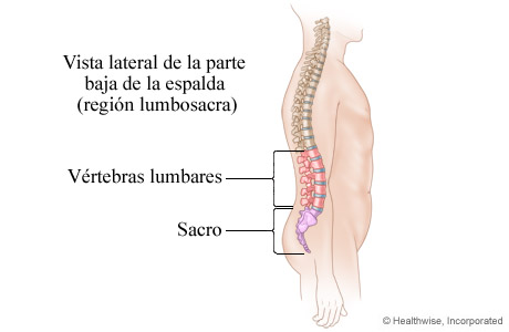 Imagen de la región lumbosacra de la columna vertebral (parte baja de la espalda)