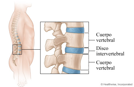 Discos de la columna vertebral