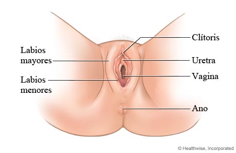 Imagen de los genitales externos femeninos