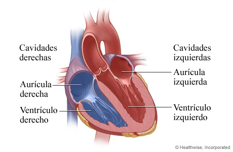 Vista interior de las cavidades del corazón