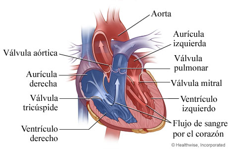 Imagen de la anatomía del corazón (cavidades y válvulas)