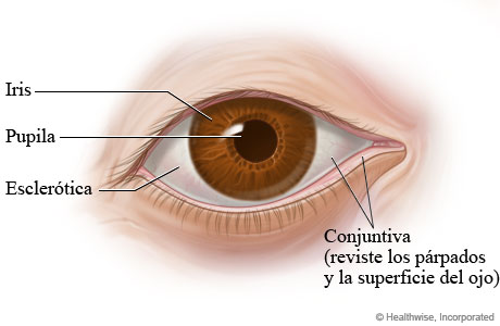 Partes del ojo (vista externa)