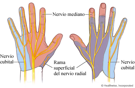 Nervios de la mano y zonas de piel que reciben sensibilidad de esos nervios