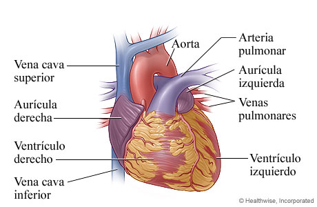 Las aurículas y los ventrículos del corazón y algunos de los vasos sanguíneos del corazón