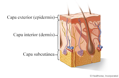 Corte transversal de la piel