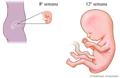 Desarrollo fetal en el primer trimestre