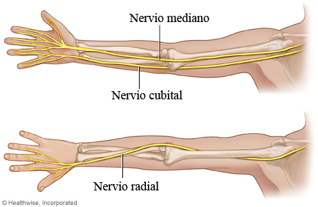 Los tres nervios principales del brazo